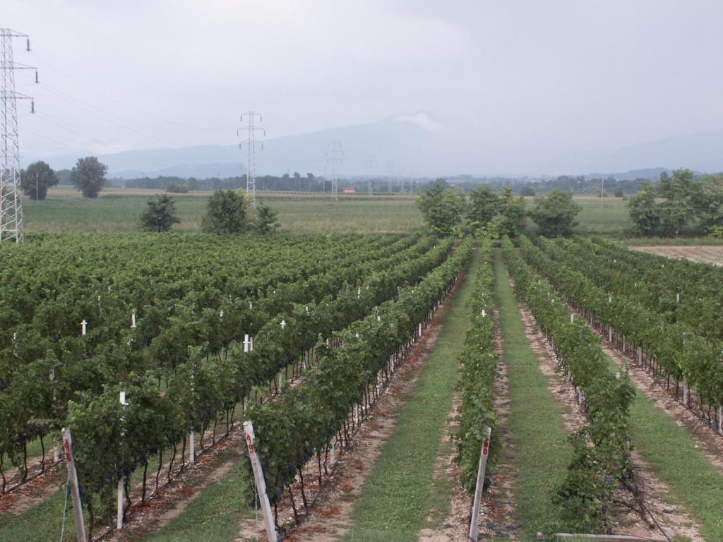Agriturismo Colombarola Sona Bagian luar foto